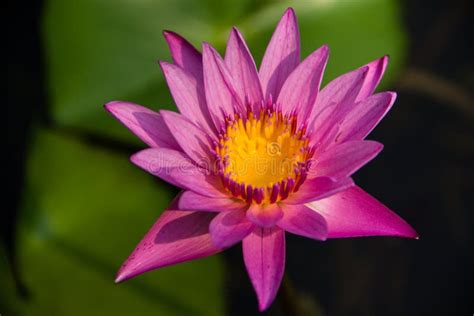 Purple Lotus Stock Photo Image Of Lotus Blue Beauty 40493428