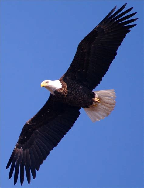 Bald Eagle From Oklahoma Pentax User Photo Gallery