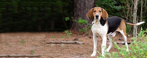 American English Coonhound Breed Temperament Lifespan Shedding Puppy