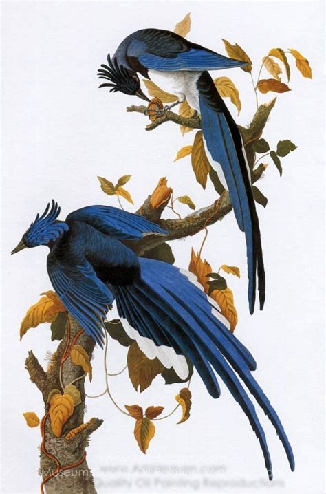 John James Audubon Blue Jay Painting Reproductions Save 50 75 Free