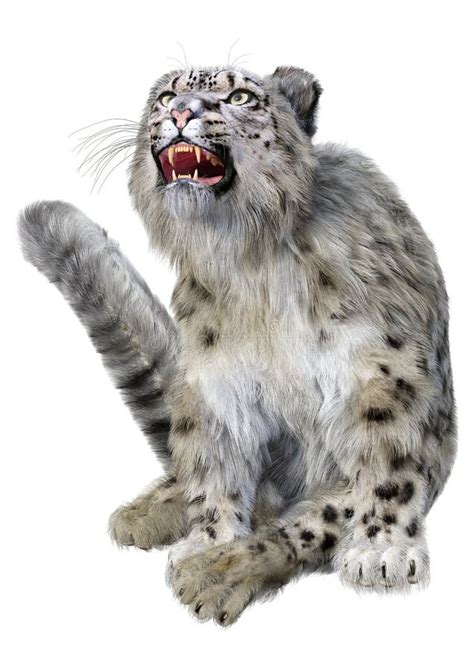 White Tiger Vs Snow Leopard