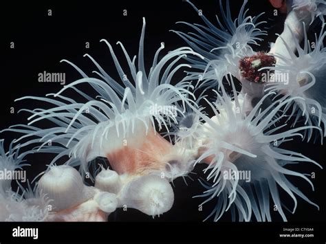 Cnidaria Sea Anemones Hi Res Stock Photography And Images Alamy