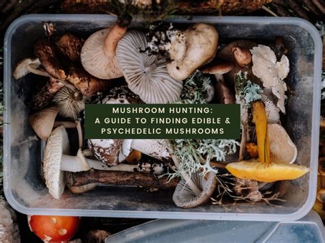 Tips For Hunting Mushrooms Psilocybin Circus