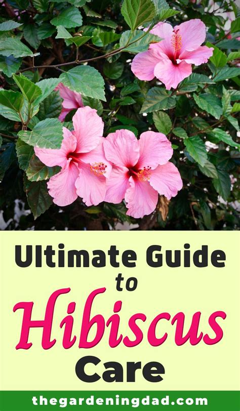 Ultimate Guide To Indoor Hibiscus Care Growing Hibiscus Hibiscus