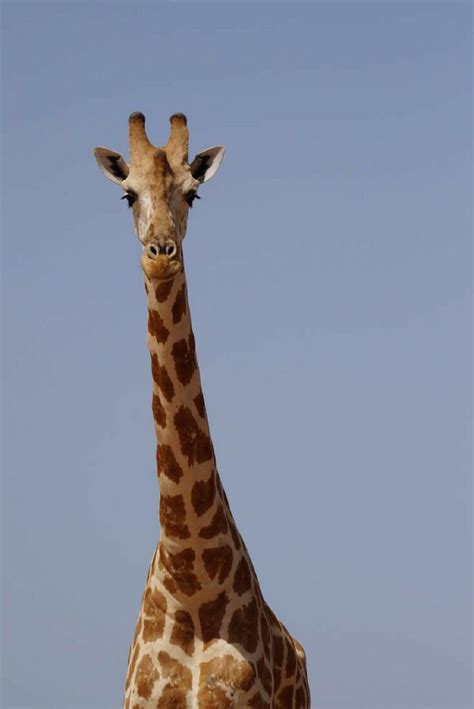 Genes Hold The Giraffes Head Up High Giraffe Mammals Giraffe Head