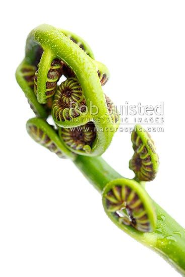 New Zealand Fern Koru The Growing Unfurling Frond Tip Of