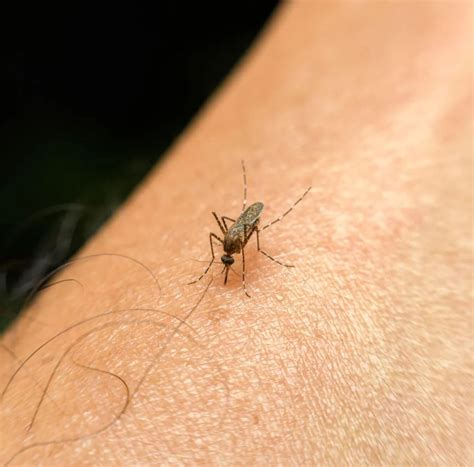 The Reason Why Mosquitoes Are So Excellent At Detecting Your Scent The National Era