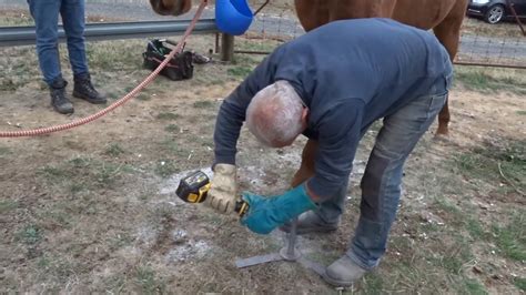 Hoof Trimming With Grinder Youtube