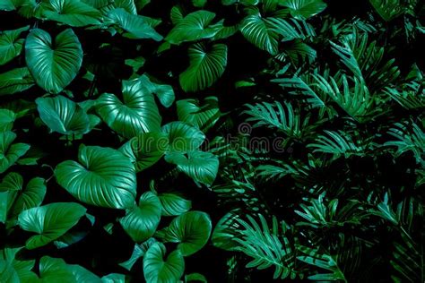 Tropical Leaves Abstract Green Leaves Texture Nature Background Stock