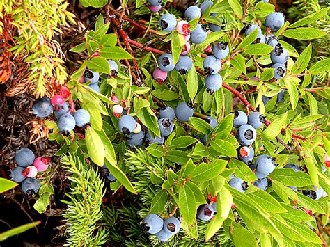 Berry Picking Twillingate Tourism Newfoundland Canada