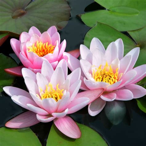 It's a vigorous grower and has vibrant blooms that will sometimes turn out with yellow patches in the flower. Buy water lily Nymphaea 'Marliacea Carnea'