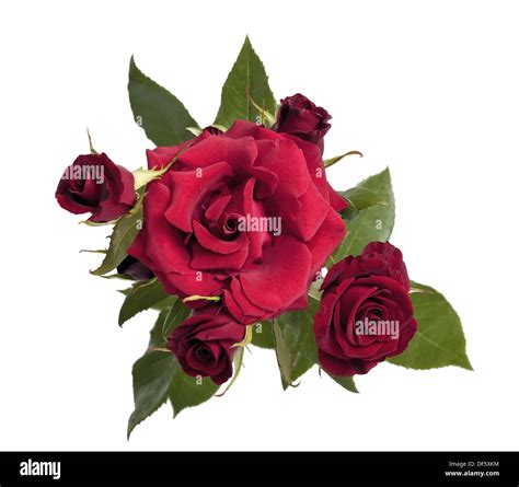 Bouquet Of Dark Red Roses On A White Background Stock Photo Alamy
