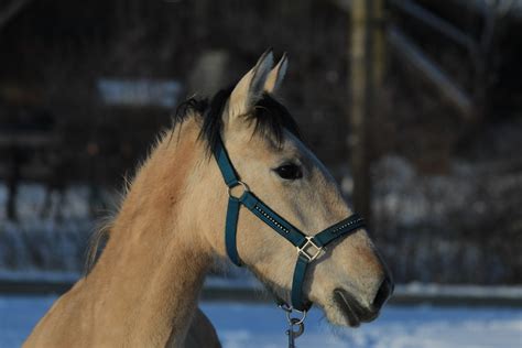 Neuer, unbenutzter und unbeschädigter artikel in der ungeöffneten. WOW Atacama - Lusitano-Mix, Stute, 2 Jahre, Buckskin - WOW ...