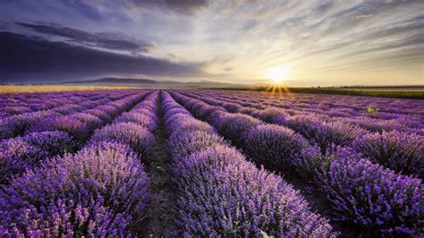 1920x1080 Lavender Wallpapers Top Free 1920x1080 Lavender Backgrounds