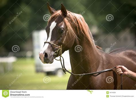 With a distinctive head shape and high tail carriage, the arabian is one of the most easily recognizable horse breeds in the world. Brown Arabian horse stock image. Image of farm, bridled ...