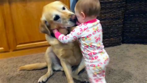 Adorable Babies Playing With Dogs And Cats Funny Babies Compilation