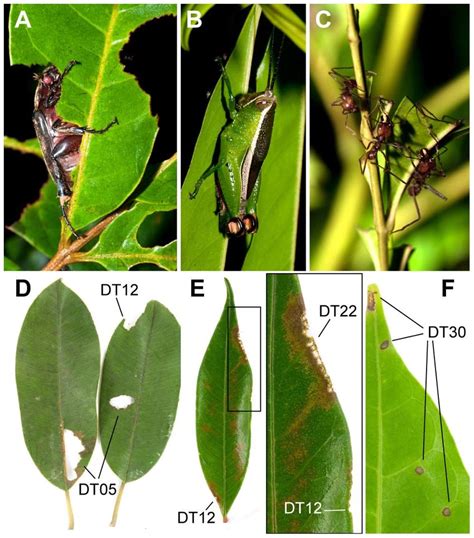 Selected Leaf Chewing Insects Collected From Two Panamanian Forests Download Scientific