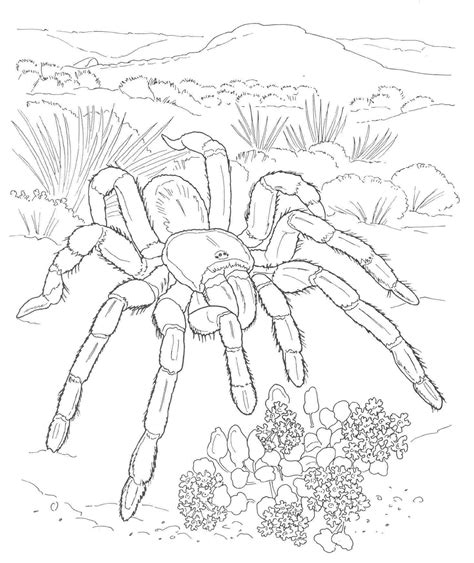 Desert Habitat Coloring Pages At Free