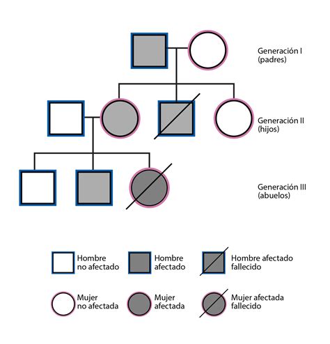 Como Hacer Arbol Genealogico Familiar Para Ni Os H Bitos De Ni Os