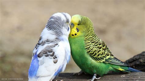 Budgie Budgies Love Birds Kissing Hd Widescreen Wallpaper Birds