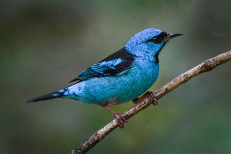 Top 108 Pictures Of Blue Animals