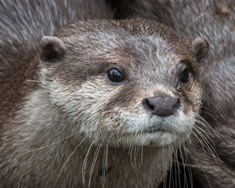 Sea otters are well known tool users, yet the cognitive capacities of other otter species have been sparsely studied. Asian Small-Clawed Otter Dies at Smithsonian's National ...