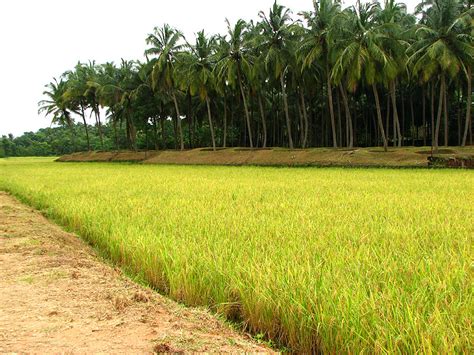 Kerala Govt to Hike Paddy Storage Price by Rs. 23.30