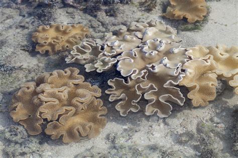 Mg1005 Soft Corals Sarcophyton Sp Alcyoniidae Budak Flickr