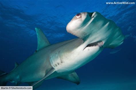 Great Hammerhead Shark Facts Pictures Video Discover An Incredible