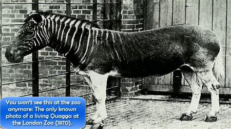 20 Incredibly Rare Historical Photos That Will Leave You Speechless