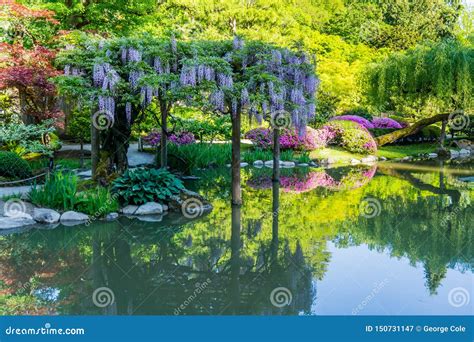 Wisteria Flowers Over Pond 3 Stock Image Image Of Landscape Blooming