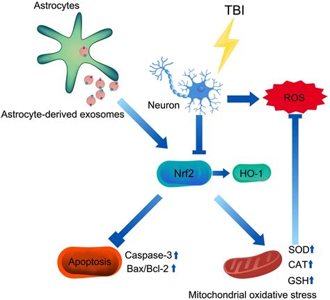 Astrocyte Derived Exosomes Protect Hippocampal Neurons After Traumatic