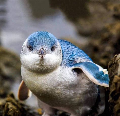 Blue Penguin In 2020 Penguins Cute Penguins Animals Of The World