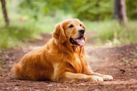 What Are The Best Companion Dogs Age Uk Mobility