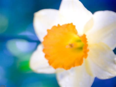 Daffodil Hd Wallpaper Background Image 2560x1920