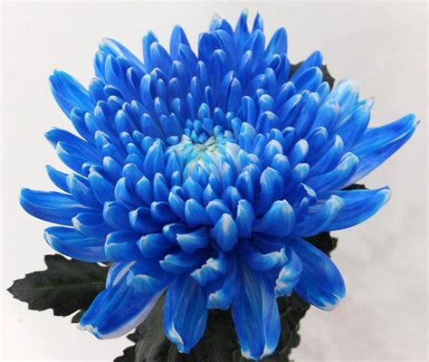 New Blue Chrysanthemum Blue Chrysanthemum Blue Chrysanthemum
