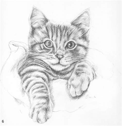 Portrait Drawings Of Cats Cats Art Drawing Realistic Cat Drawing