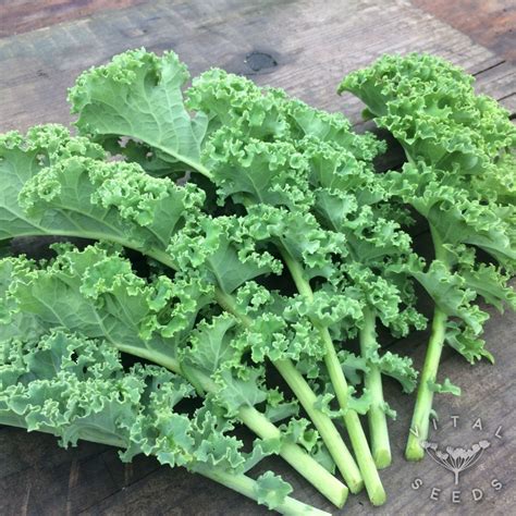 Kale Dwarf Green Organic Vital Seeds