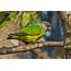 Details  Senegal Parrot BirdGuides