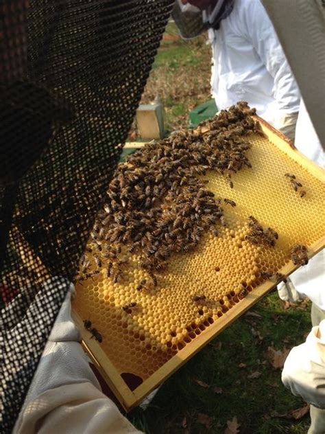 Candle Light Honey Bees Beeswax Urban Beekeeping Raw Honey Food