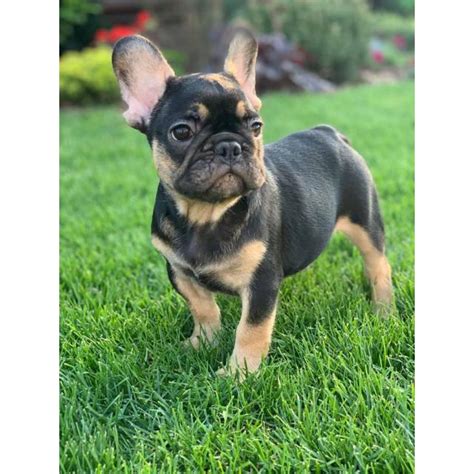 4 beautiful french bulldog looking for wonderful home! 9 weeks old French Bulldogs in New York, New York ...