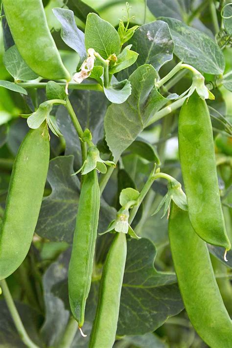 Learn How To Plant And Grow Peas At Home Gardeners Path
