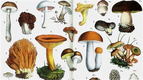 Gardening Different Kinds Of Mushrooms Sbs Your Language