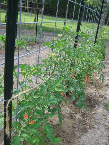 Cattle Panel Tomato Trellis Lets Be Done With Floppy Cages Tomato