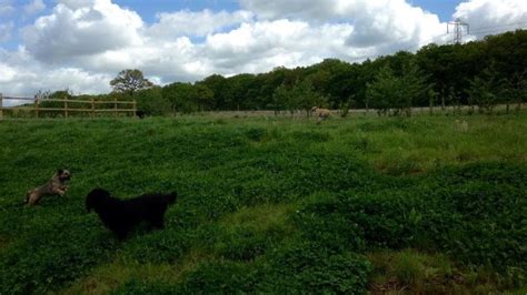 Dog Walk At Pear Tree Lane Salisbury Plain · Wiltshire · Walkiees