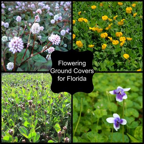 Fl Flowering Ground Covers Flowering