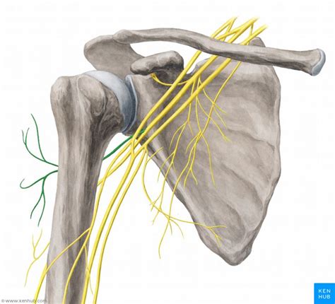 Axillary Nerve Nervus Axillaris Axillary Nerve Nerve Anatomy Brachial