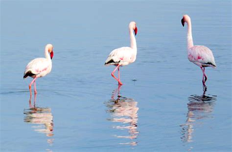 South African Lesser Flamingos — Bergrivier Laaiplek West Coast