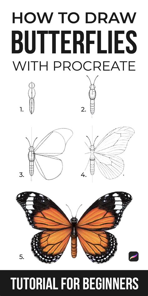 How To Draw A Butterfly Step By Step Tutorial In 2021 Draw