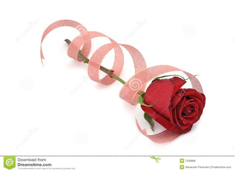 Red Rose In Spiral Ribbon Stock Photo Image Of Stalk 7949886